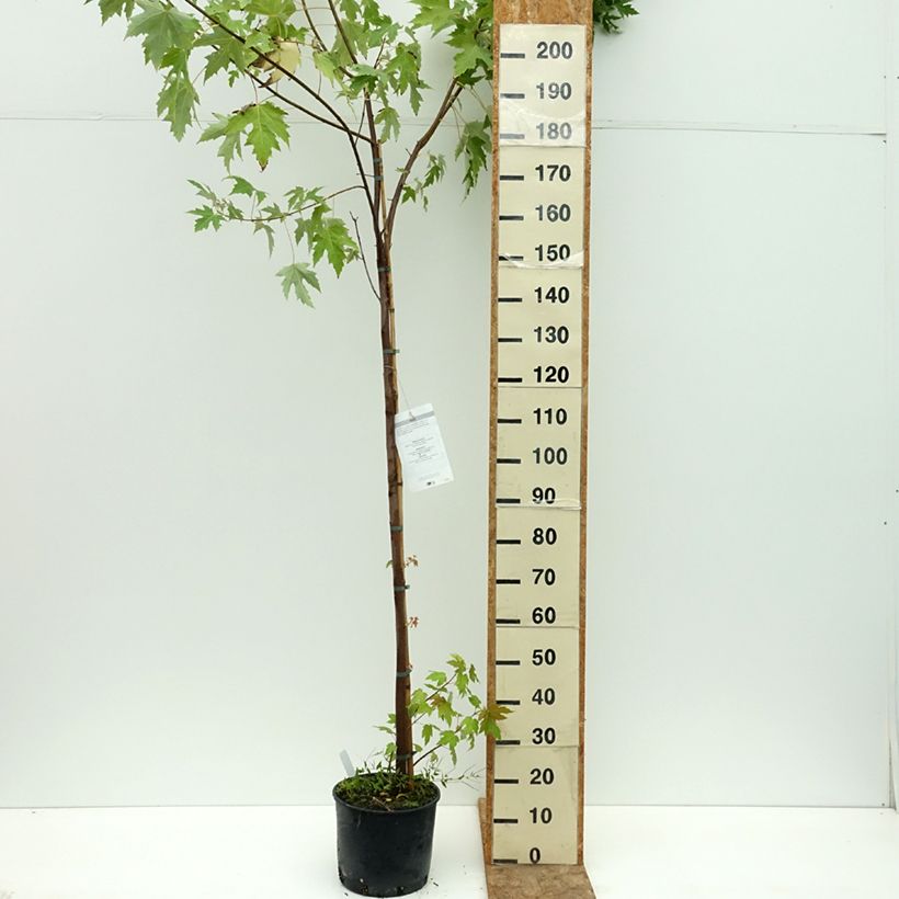 Spécimen de Érable argenté - Acer saccharinum Pot de 7,5L/10L tel que livré en été