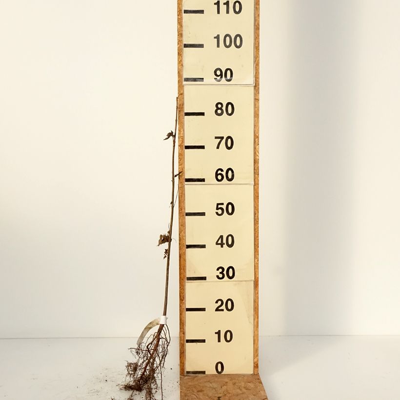 Spécimen de Érable argenté - Acer saccharinum Racines nues tel que livré en hiver