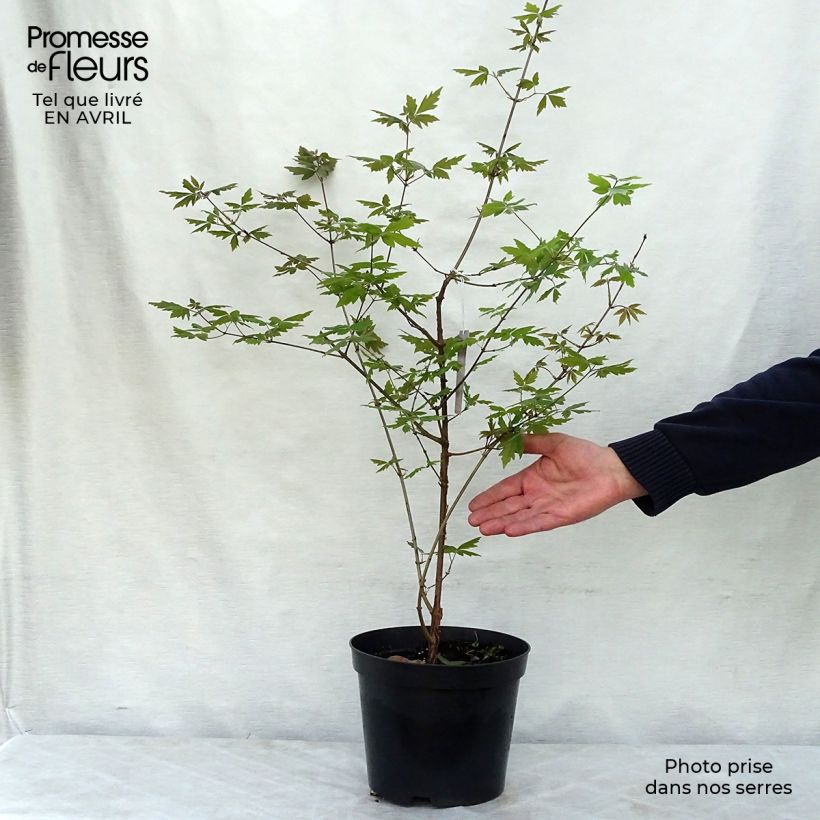 Example of Érable cannelle - Acer griseum Pot de 3L/4L as you get in printemps