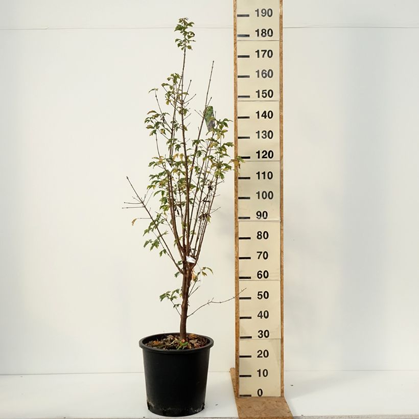 Spécimen de Érable cannelle - Acer griseum Pot de 20L/25L tel que livré en automne