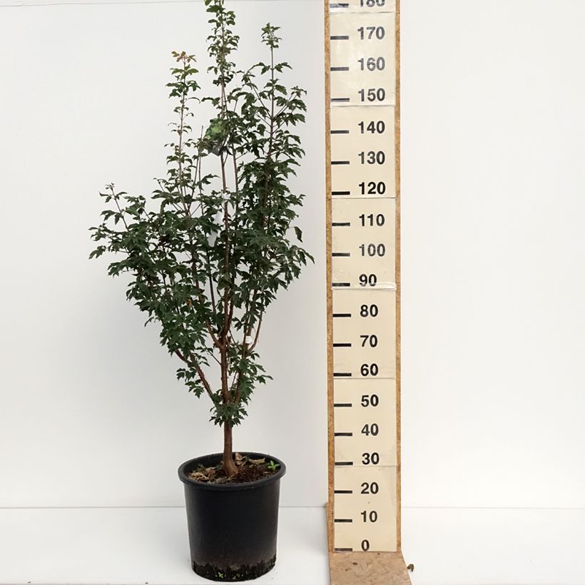 Example of Érable cannelle - Acer griseum Pot de 20L/25L as you get in ete