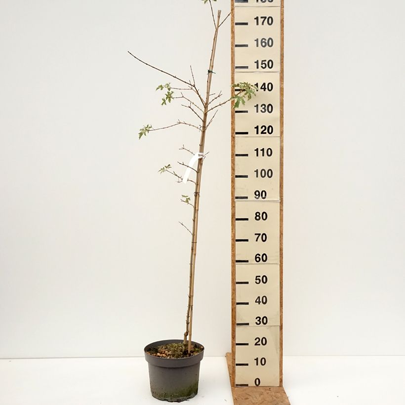 Spécimen de Erable champêtre - Acer campestre Carnival Pot de 12L/15L, Baliveau tel que livré en automne