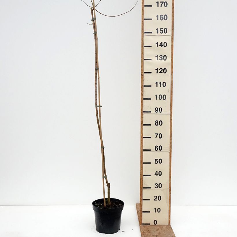 Spécimen de Erable champêtre - Acer campestre Magic Spring Pot de 7,5L/10L, Tige tel que livré en hiver