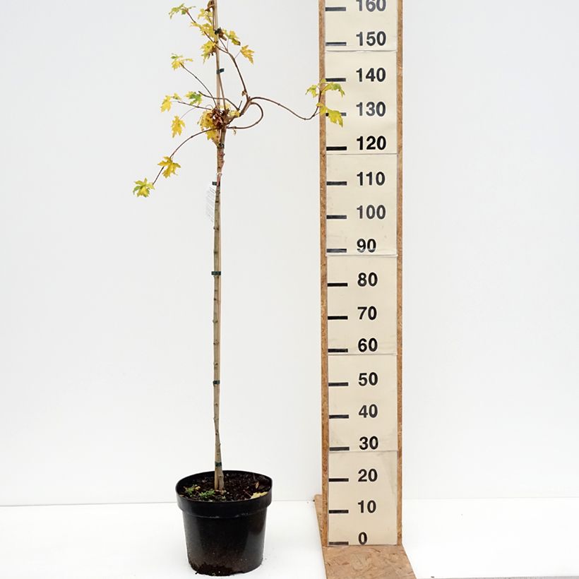 Spécimen de Erable champêtre - Acer campestre Postelense Pot de 7,5L/10L, Tige tel que livré en automne