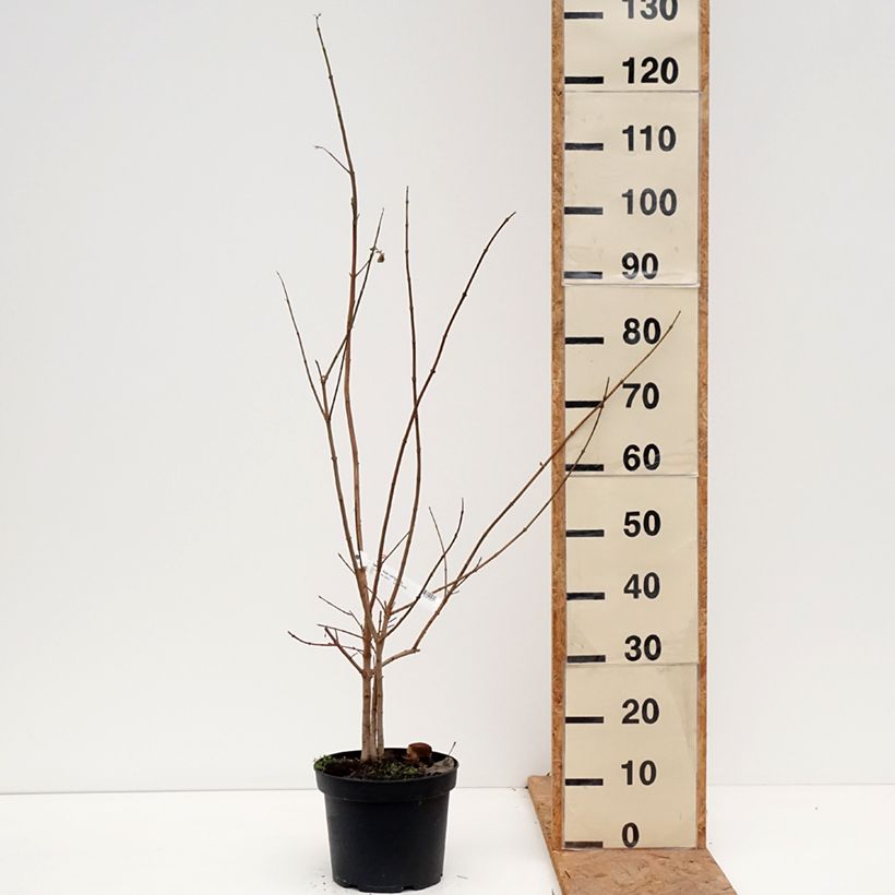 Spécimen de Erable champêtre - Acer campestre Pot de 4L/5L tel que livré en automne