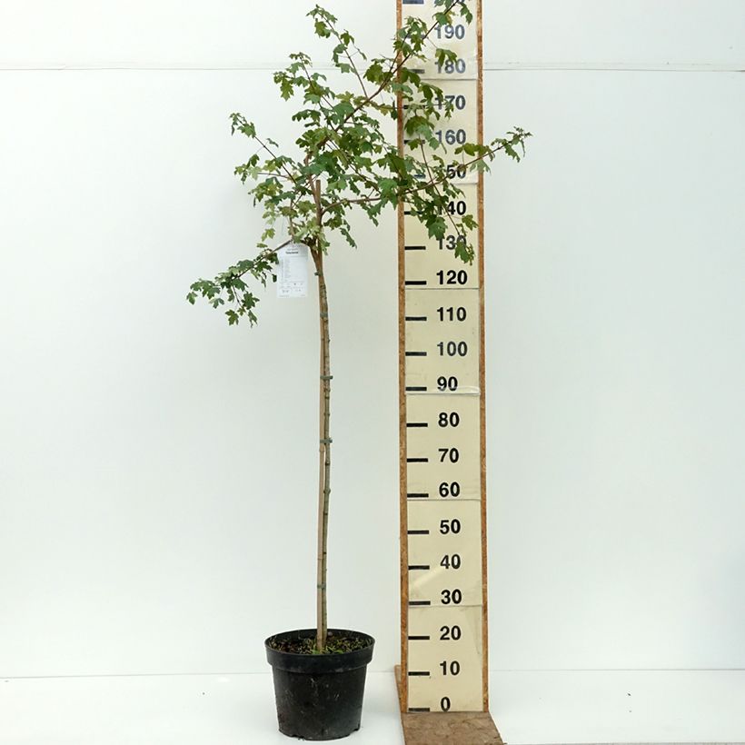 Spécimen de Erable champêtre - Acer campestre Pulverulentum Pot de 7,5L/10L, Tige tel que livré en été