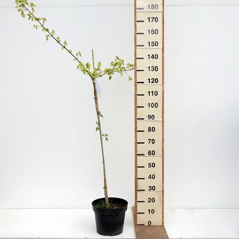 Spécimen de Erable champêtre - Acer campestre Pulverulentum Pot de 7,5L/10L, Tige tel que livré au printemps