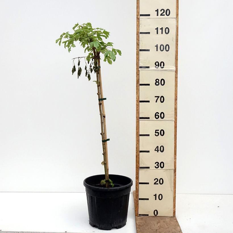 Spécimen de Erable champêtre - Acer campestre Silver Celebration Pot de 7,5L/10L, Tige tel que livré au printemps