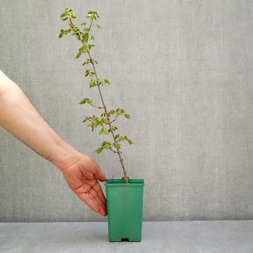 Example of Erable de Montpellier - Acer monspessulanum Pot de 10 cm/11cm as you get in printemps