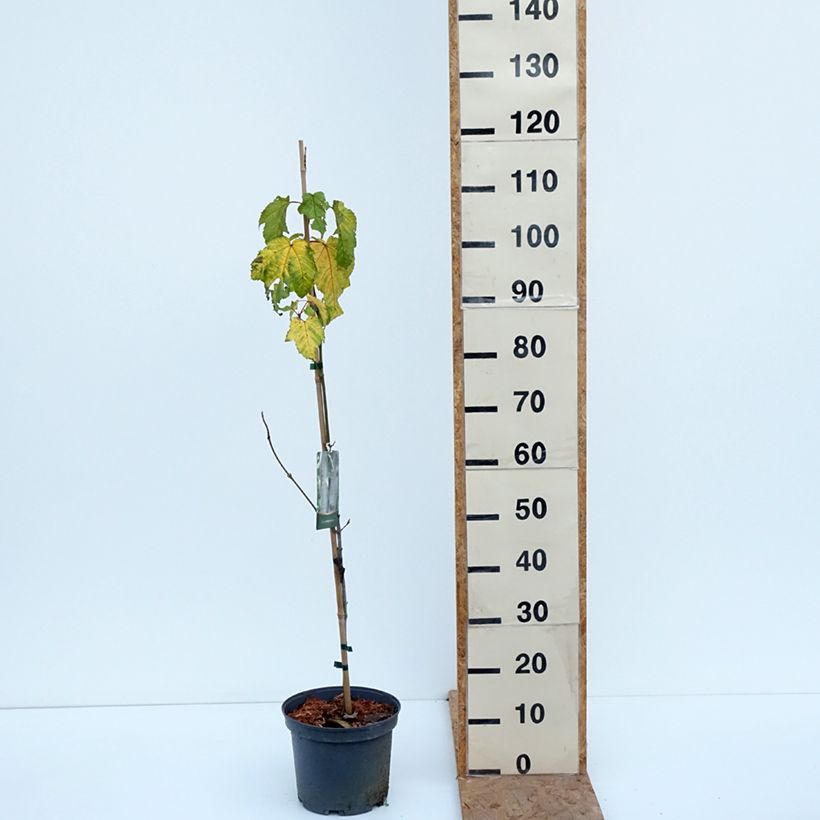 Spécimen de Erable de Pennsylvanie - Acer pensylvanicum Pot de 4L/5L tel que livré en automne