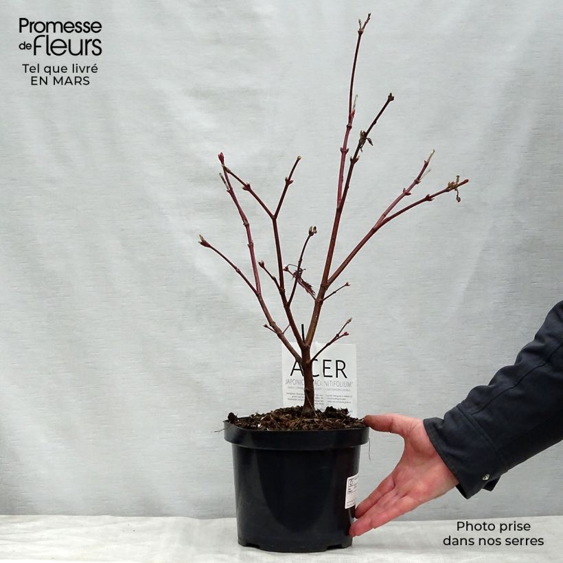 Spécimen de Érable du Japon - Acer japonicum Aconitifolium Pot de 4L/5L tel que livré au printemps