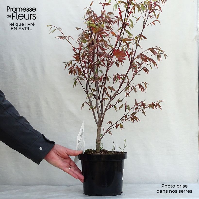 Example of Érable du Japon - Acer palmatum Atropurpureum Pot de 2L/3L as you get in printemps