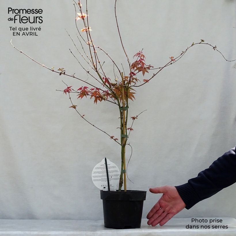 Example of Érable du Japon - Acer palmatum Deshojo Pot de 4L/5L, Greffé as you get in printemps