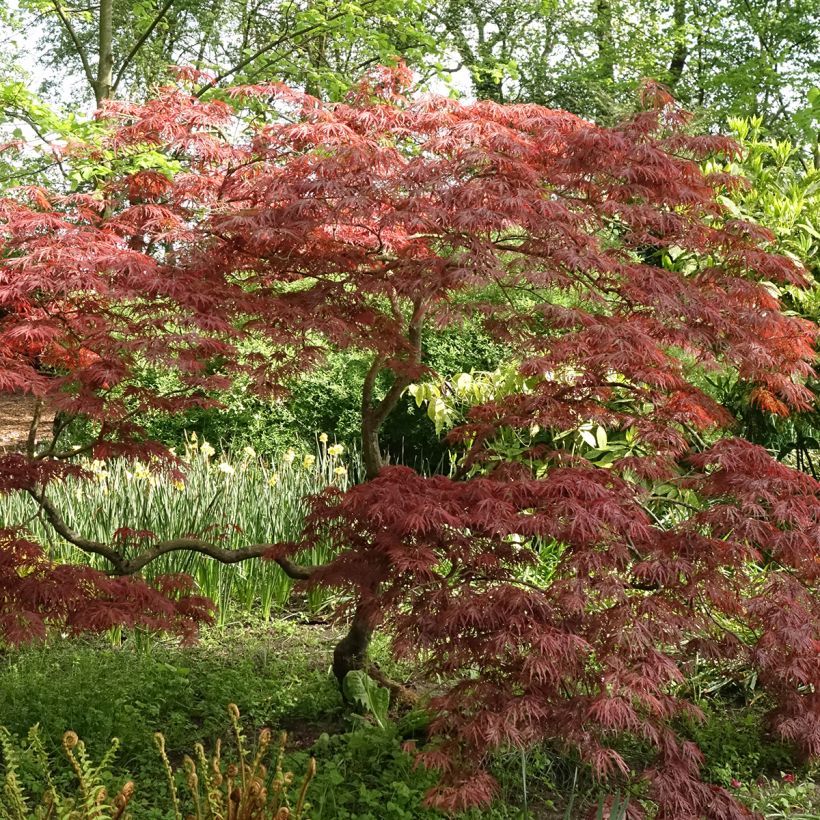Érable du Japon - Acer palmatum Dissectum Garnet (Port)