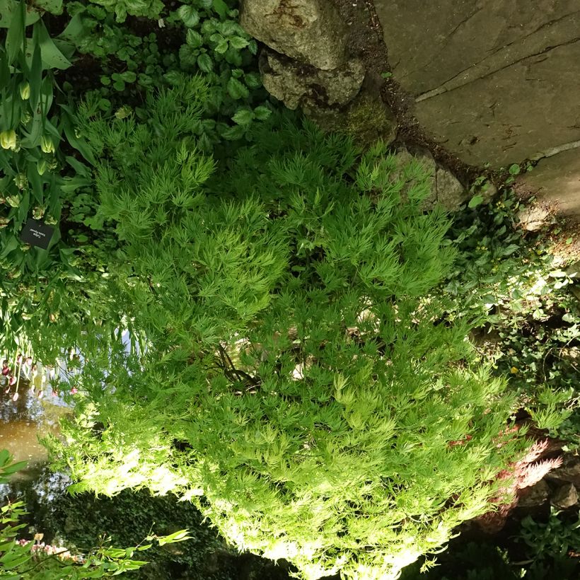 Érable du Japon - Acer palmatum Dissectum Viridis (Plant habit)