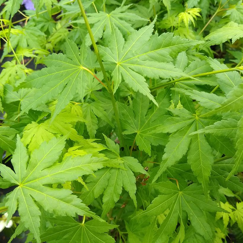 Érable du Japon - Acer palmatum Going Green (Foliage)