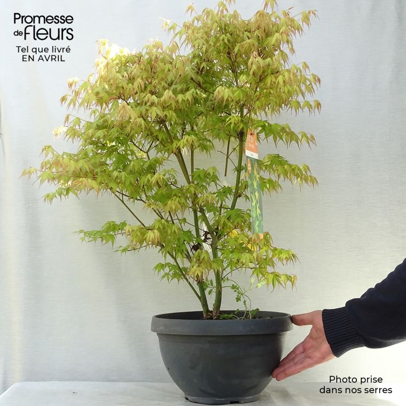 Example of Érable du Japon - Acer palmatum Katsura Coupe 7,5L / 10L as you get in printemps