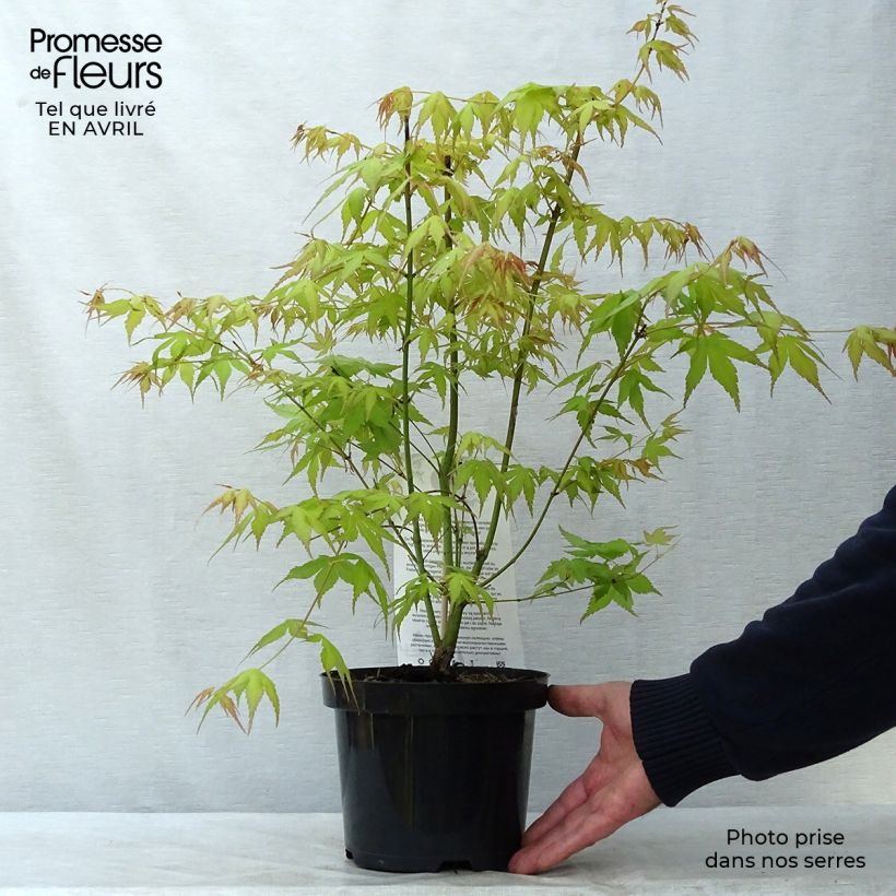 Example of Érable du Japon - Acer palmatum Katsura Pot de 2L/3L as you get in printemps
