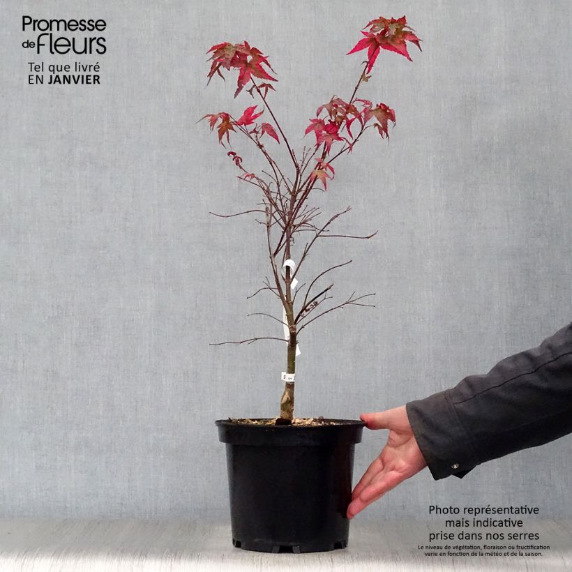 Spécimen de Érable du Japon - Acer palmatum Shindeshojo Pot de 7,5L/10L tel que livré en hiver