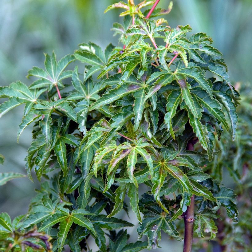 Érable du Japon - Acer palmatum Shishigashira (Foliage)