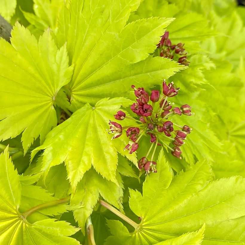 Érable du Japon - Acer shirasawanum Aureum (Flowering)