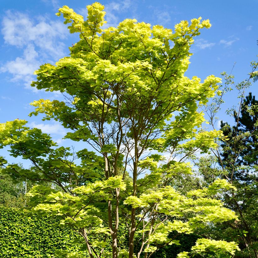 Érable du Japon - Acer shirasawanum Aureum (Plant habit)