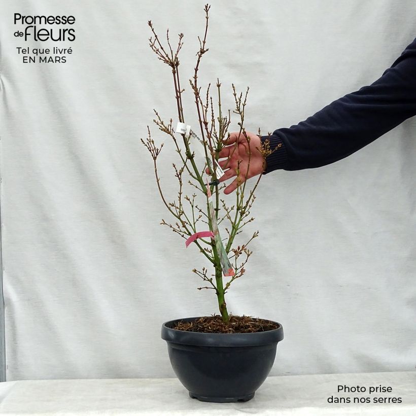 Example of Érable du Japon Jerre Schwartz - Acer palmatum Coupe 7,5L / 10L as you get in printemps