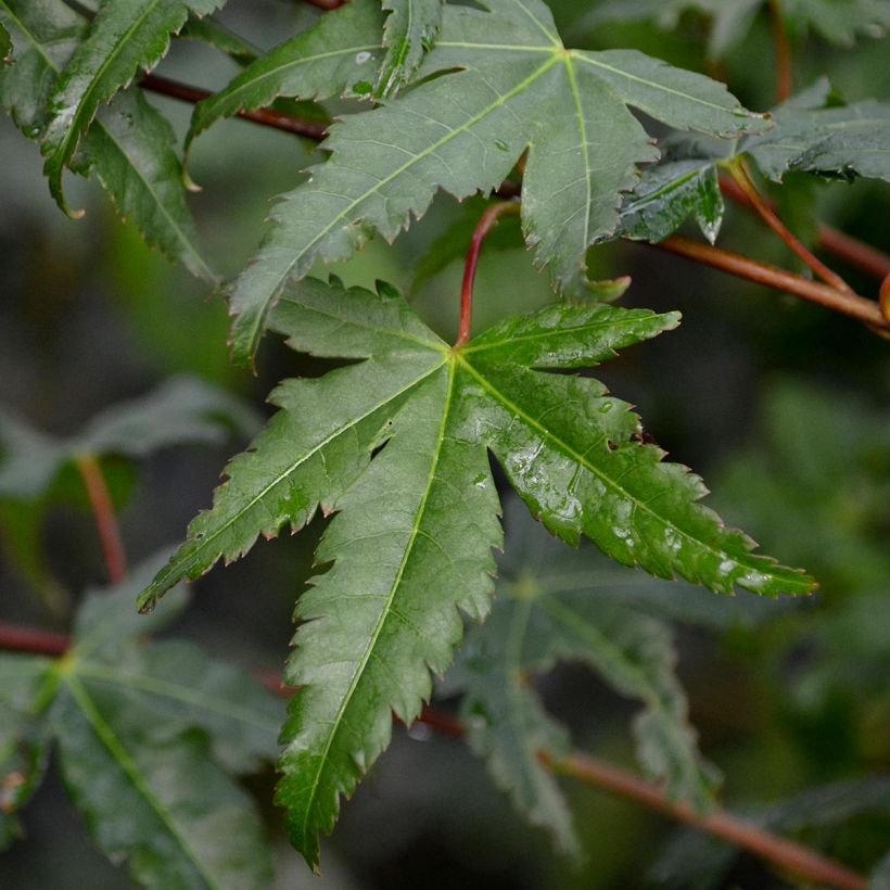 Érable du Japon - Acer palmatum (Foliage)