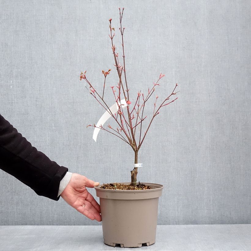 Spécimen de Erable du Japon - Acer palmatum Asahi Zuru Pot de 4L/5L tel que livré au printemps