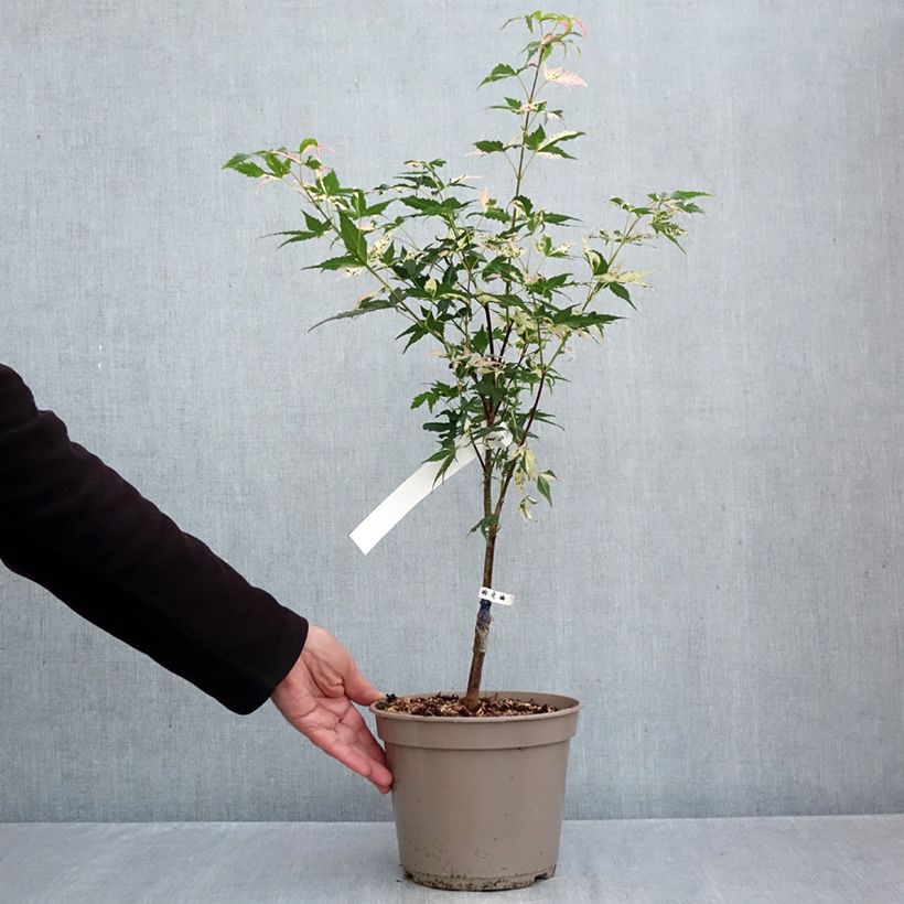 Spécimen de Erable du Japon - Acer palmatum Asahi Zuru Pot de 4L/5L tel que livré en automne