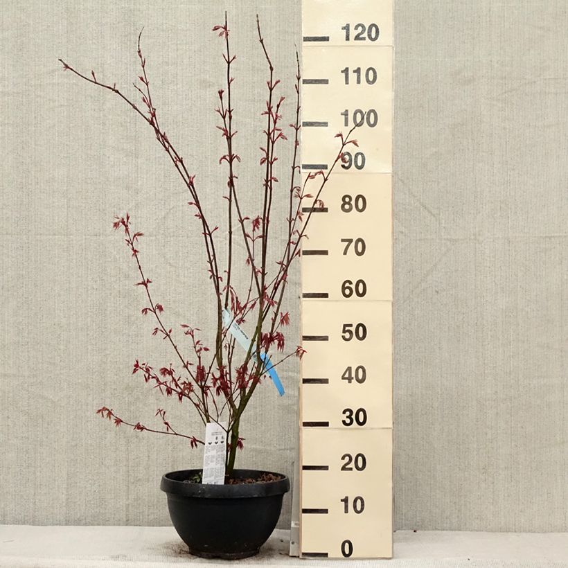 Example of Érable du Japon - Acer palmatum Atropurpureum Pot de 4L/5L as you get in printemps