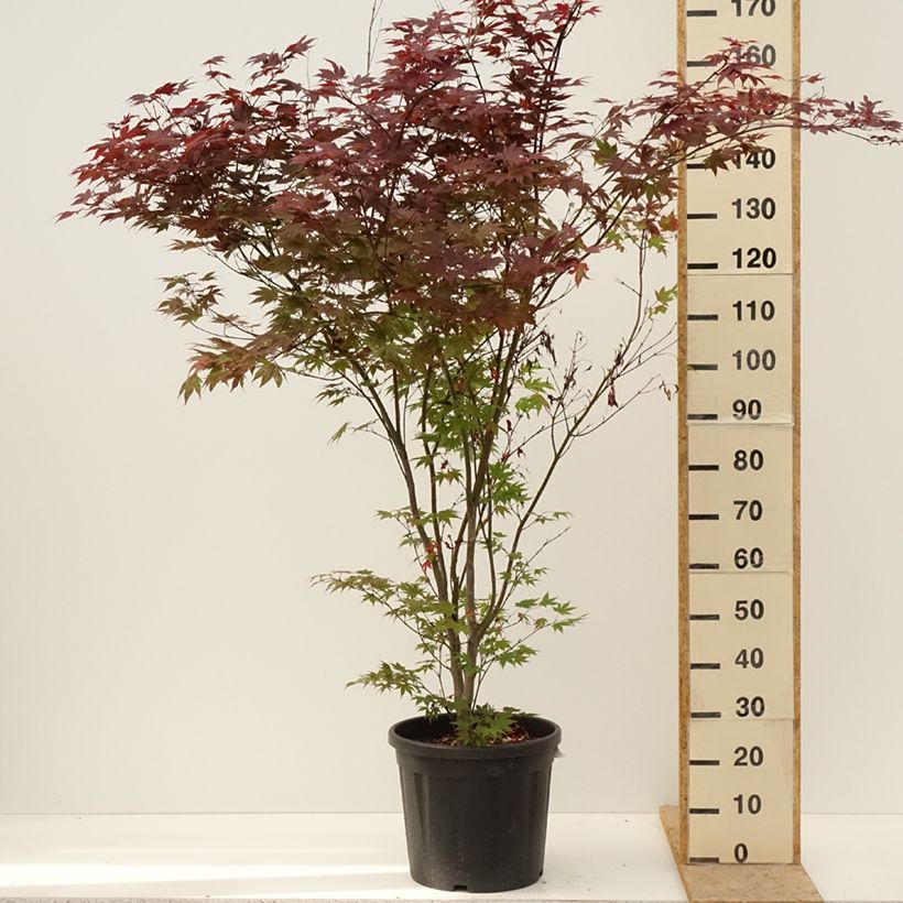 Example of Érable du Japon - Acer palmatum Atropurpureum Pot de 20L/25L as you get in printemps