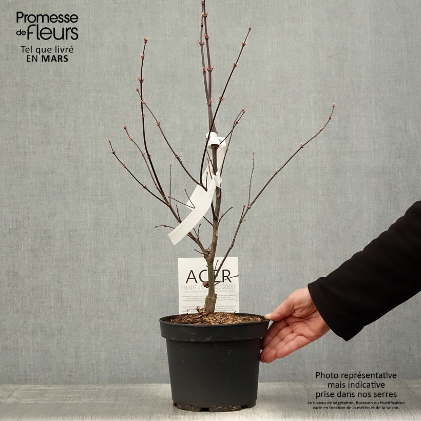 Example of Érable du Japon - Acer palmatum Bloodgood Pot de 3L/4L as you get in printemps