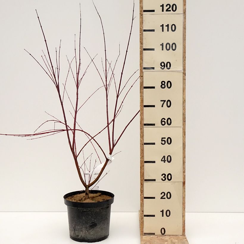 Example of Erable du Japon - Acer palmatum Brown Sugar Pot de 7,5L/10L as you get in hiver