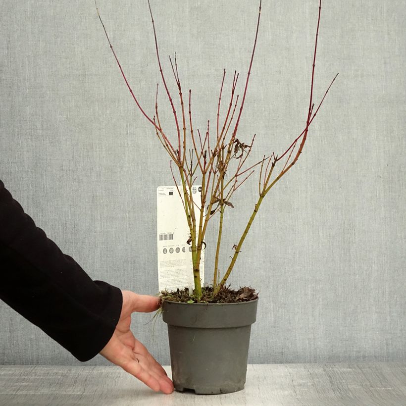 Spécimen de Érable du Japon - Acer palmatum Butterfly Pot de 10 cm/11cm tel que livré en automne