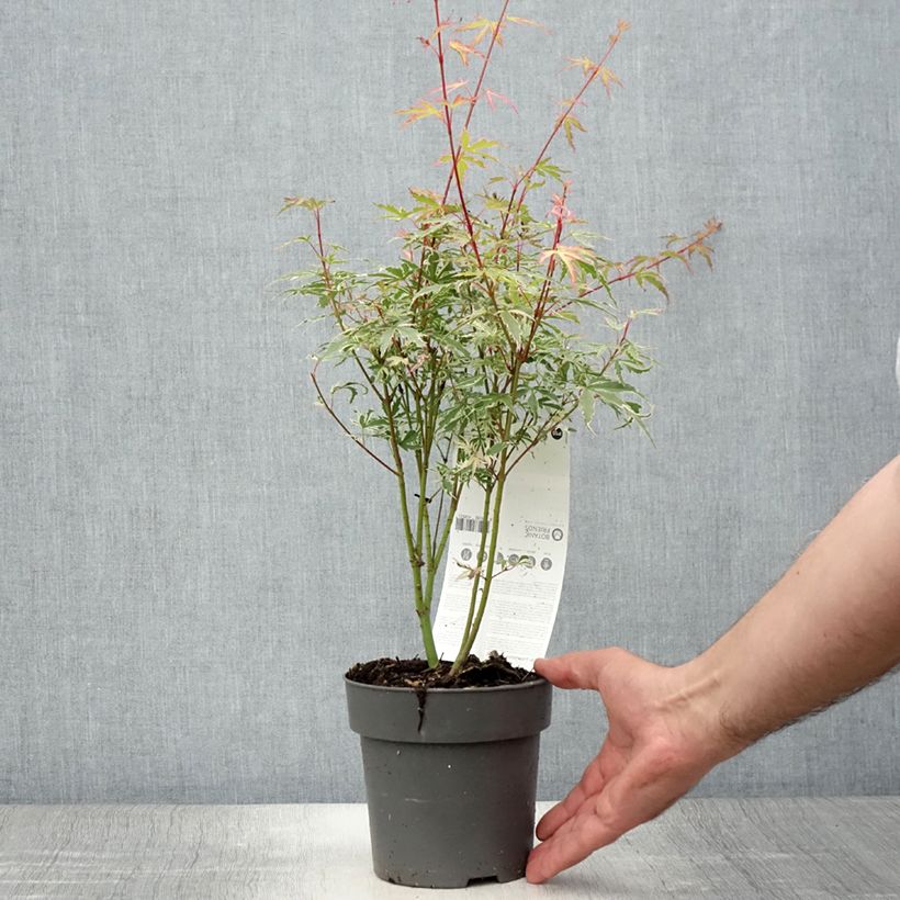 Spécimen de Érable du Japon - Acer palmatum Butterfly Pot de 10 cm/11cm tel que livré en été