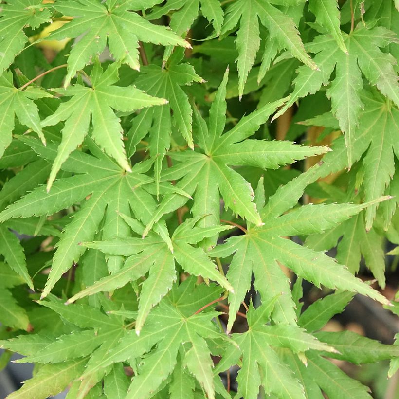 Erable du Japon - Acer palmatum Cascade Citrine (Feuillage)