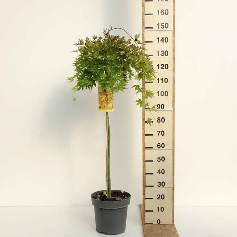 Spécimen de Erable du Japon - Acer palmatum Cascade Citrine Pot de 12L/15L, Demi-Tige tel que livré en été