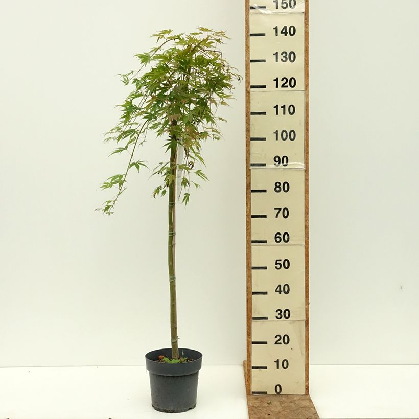 Spécimen de Erable du Japon - Acer palmatum Cascade Emerald Pot de 6L/7L, Demi-Tige tel que livré en été
