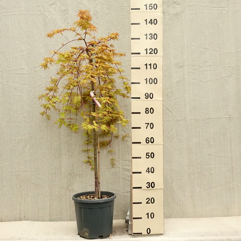 Example of Érable du Japon - Acer palmatum Cascade Gold Pot de 12L/15L, Quart de tige as you get in printemps