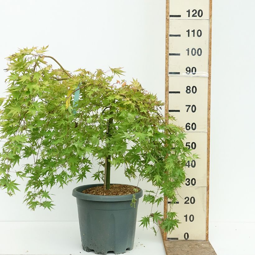 Spécimen de Érable du Japon - Acer palmatum Cascade Gold Pot de 12L/15L, Quart de tige tel que livré en été
