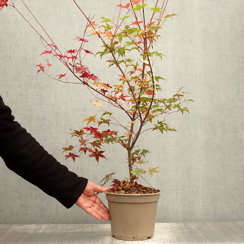 Spécimen de Érable du Japon - Acer palmatum Deshojo Pot de 4L/5L, Greffé tel que livré en automne