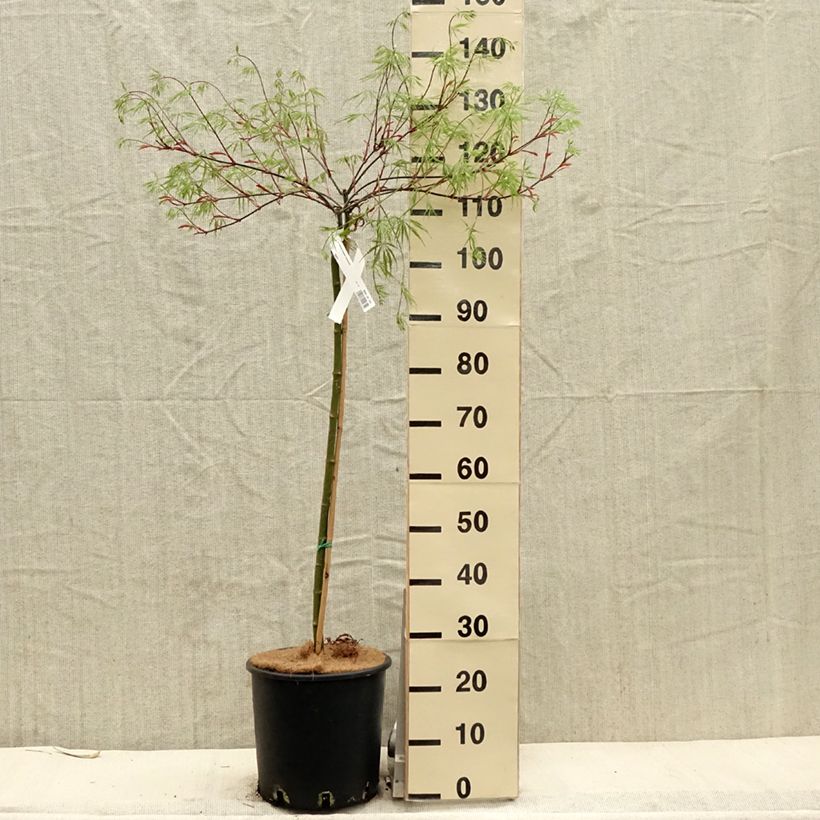 Example of Érable du Japon - Acer palmatum Dissectum Tamukeyama Pot de 7,5L/10L as you get in printemps