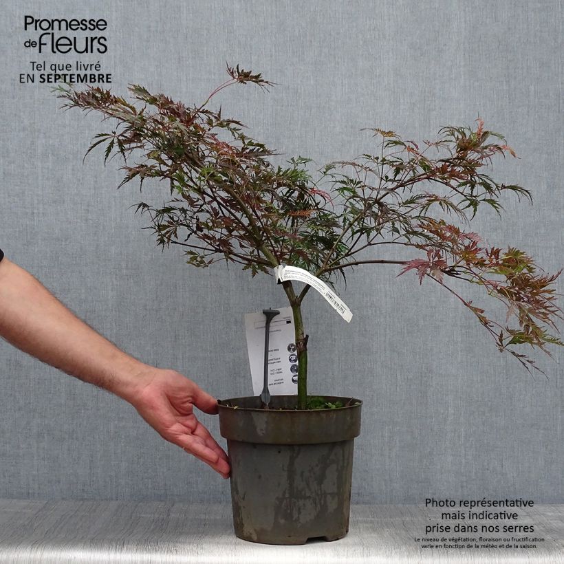 Spécimen de Érable du Japon - Acer palmatum Dissectum Tamukeyama Pot de 4L/5L tel que livré en automne