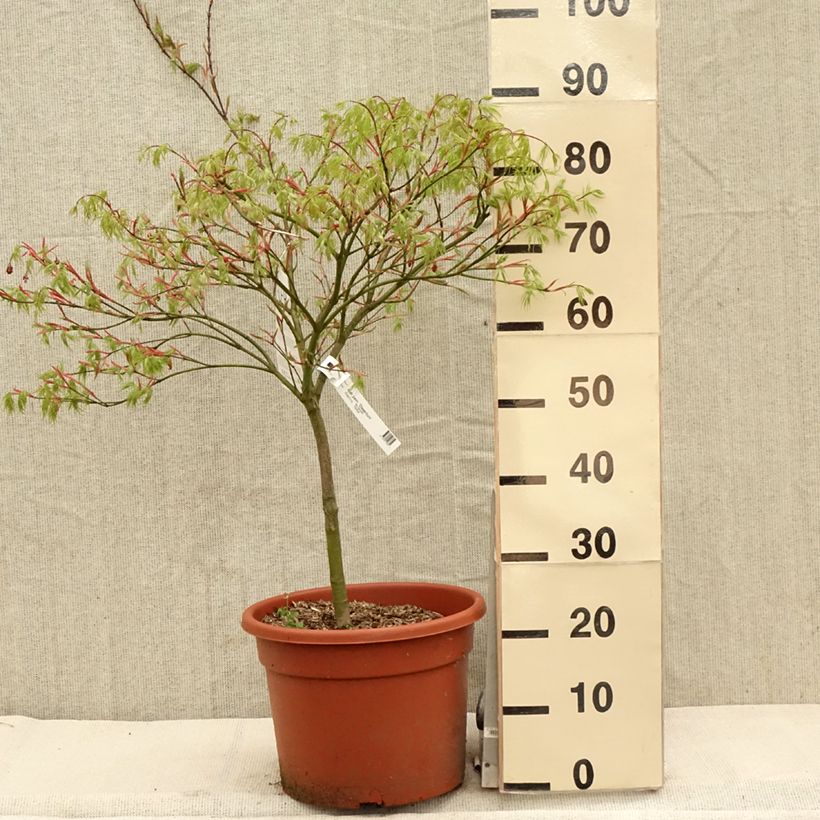Example of Érable du Japon - Acer palmatum Dissectum Viridis Pot de 12L/15L, Tige as you get in printemps