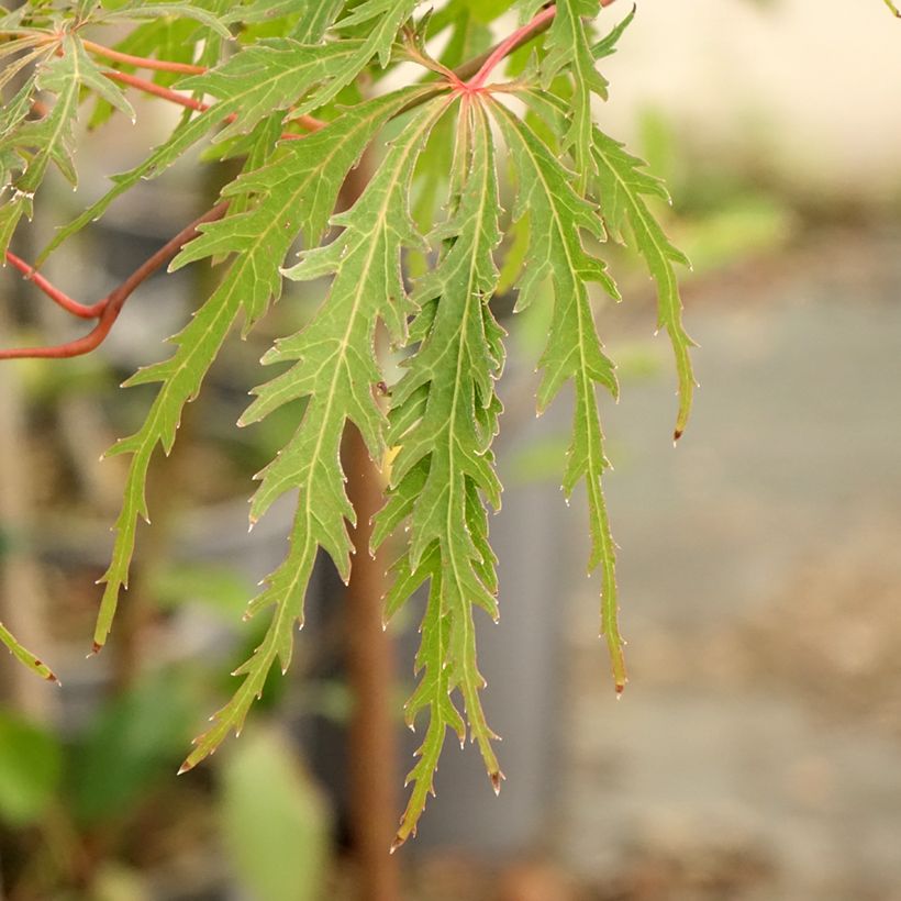 Érable du Japon - Acer palmatum Dissectum Viridis (Foliage)