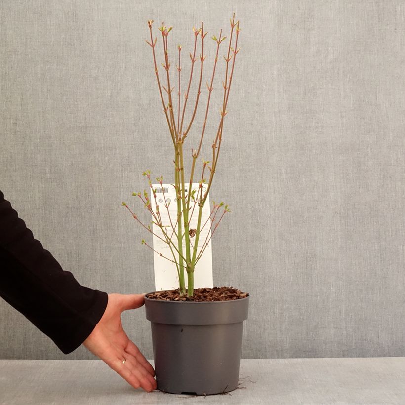 Example of Érable du Japon - Acer palmatum Going Green Pot de 3L/4L as you get in printemps