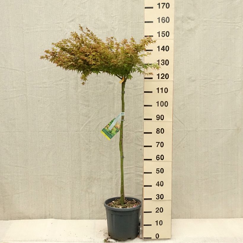 Example of Érable du Japon - Acer palmatum Little Princess Pot de 12L/15L, Demi-tige as you get in printemps