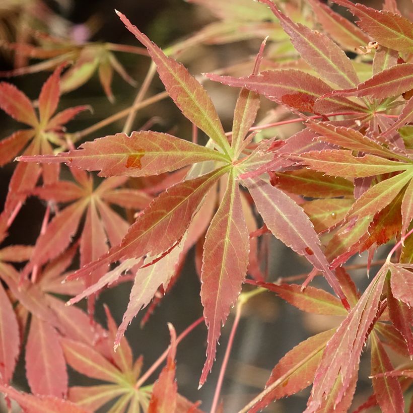 Érable du Japon - Acer palmatum Little Princess (Foliage)