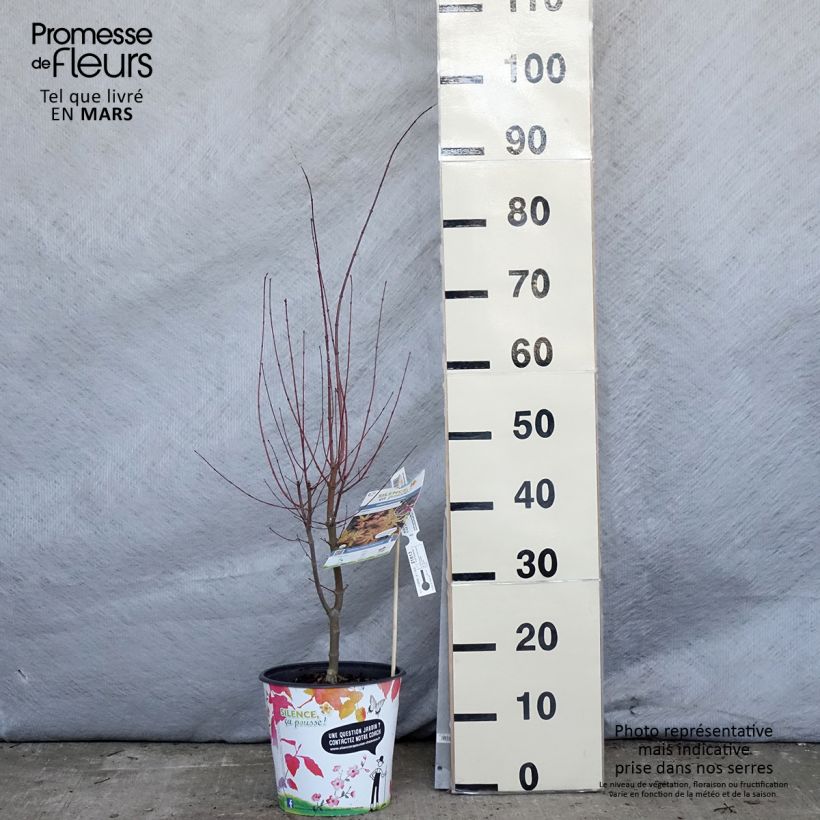 Example of Erable du Japon - Acer palmatum Metamorphosa Pot de 4L/5L as you get in printemps